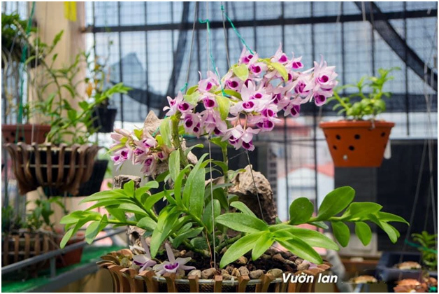 Liều bỏ 400 triệu chơi lan, đôi bạn thân Hà Nội có gia tài chục tỷ-6