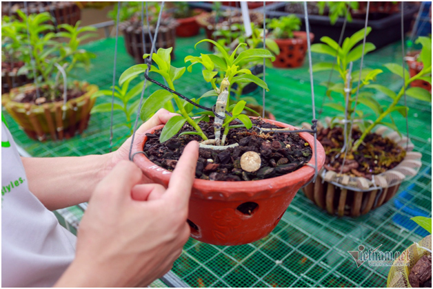 Liều bỏ 400 triệu chơi lan, đôi bạn thân Hà Nội có gia tài chục tỷ-7