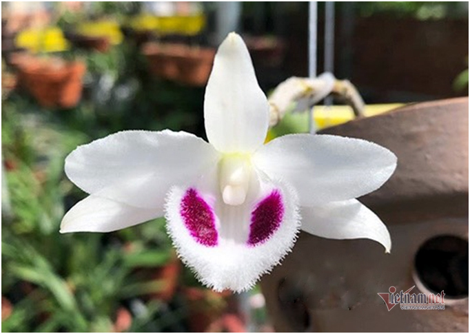 Liều bỏ 400 triệu chơi lan, đôi bạn thân Hà Nội có gia tài chục tỷ-8