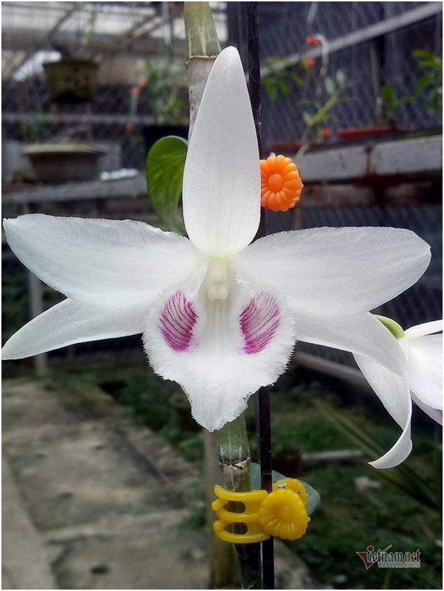 Liều bỏ 400 triệu chơi lan, đôi bạn thân Hà Nội có gia tài chục tỷ-9