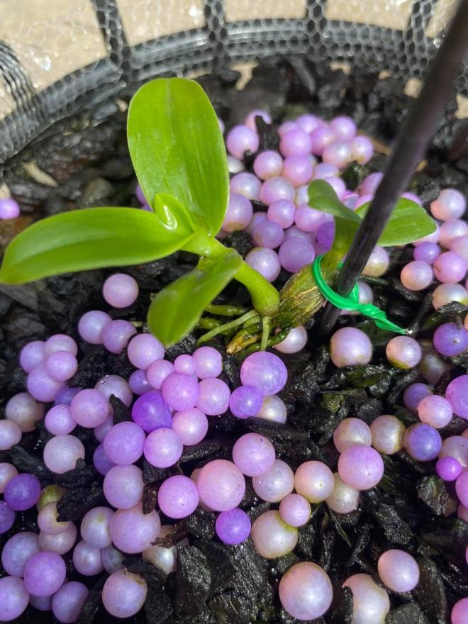 Náo loạn giao dịch hoa lan vài chục tỷ đồng: Làm giàu nhanh hơn buôn đất?-1