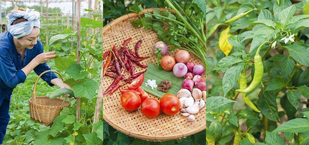 Khu vườn ngoại ô của người phụ nữ xinh đẹp rời phố vì thích trồng các loại cây gia vị-3