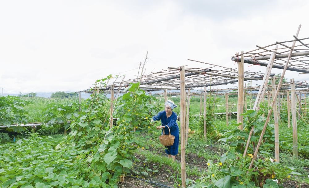 Khu vườn ngoại ô của người phụ nữ xinh đẹp rời phố vì thích trồng các loại cây gia vị-7