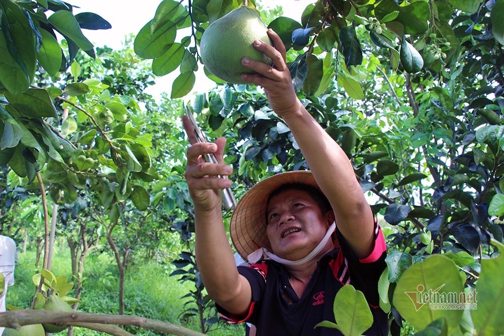 Miền Tây xuất hiện bưởi lạ: Chưa được phép nhưng ai thích cứ trồng-2