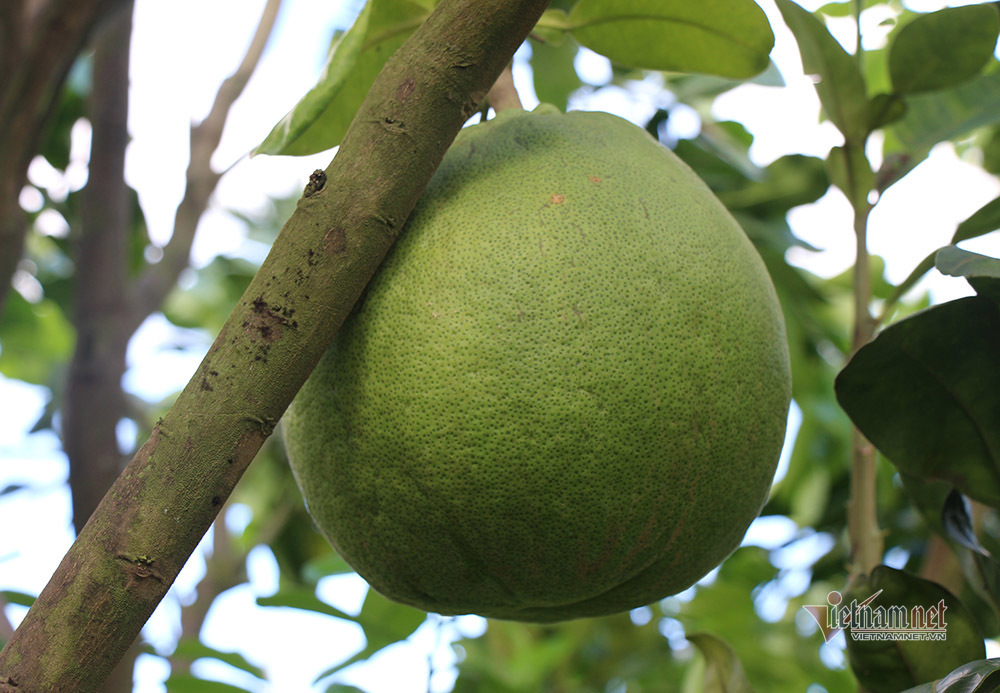 Miền Tây xuất hiện bưởi lạ: Chưa được phép nhưng ai thích cứ trồng-3