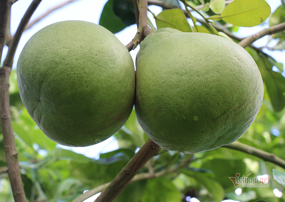 Miền Tây xuất hiện bưởi lạ: Chưa được phép nhưng ai thích cứ trồng-4