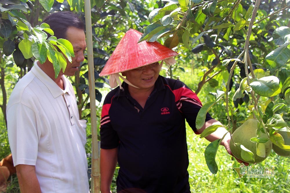 Miền Tây xuất hiện bưởi lạ: Chưa được phép nhưng ai thích cứ trồng-5