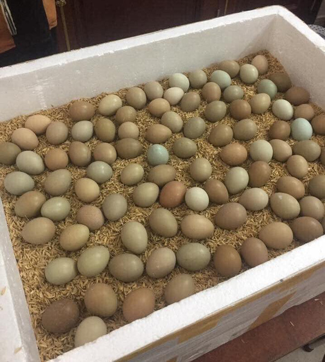 Độc đáo loại trứng xanh đỏ chỉ để tiến vua, nay được rao bán đắt gấp 15 lần trứng gà-4