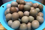 Trứng gà ác đắt gấp đôi trứng thường: Tiểu thương chỉ cách chọn hàng chuẩn-7