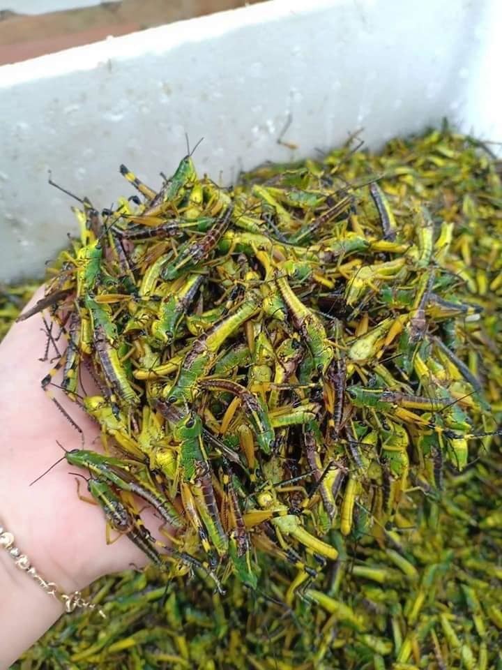 Châu chấu trứng 150 nghìn/kg, muốn ăn phải đăng ký chờ ưu tiên-2