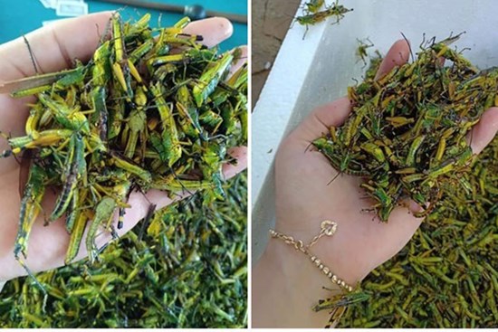 Châu chấu trứng 150 nghìn/kg, muốn ăn phải đăng ký chờ ưu tiên
