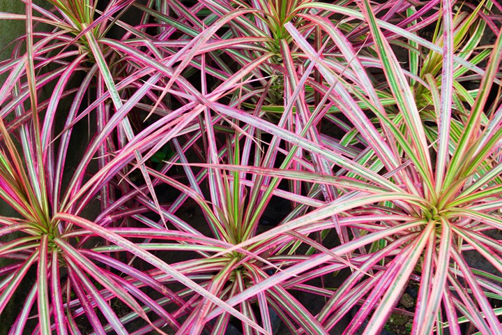 4 loại cây cảnh trồng vừa làm đẹp nhà vừa có thể giảm dị ứng từ chất độc có trong không khí-1