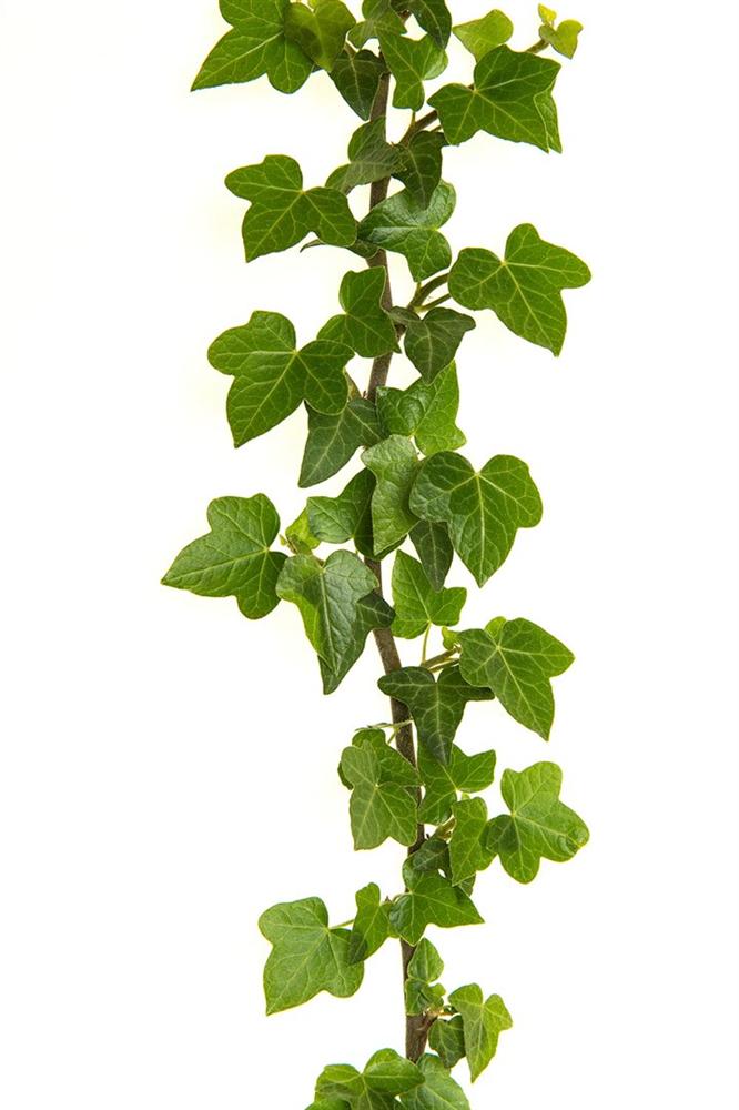 4 loại cây cảnh trồng vừa làm đẹp nhà vừa có thể giảm dị ứng từ chất độc có trong không khí-4