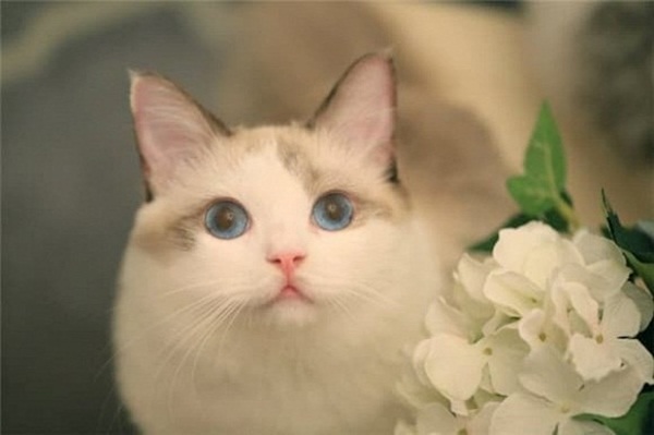 2 tuần tới đây, ai khổ mặc kệ, những con giáp này vẫn may mắn ngút trời, tiền vào như nước-2