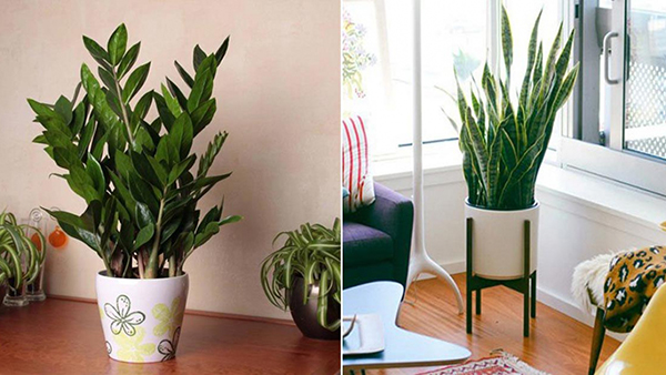 3 loại cây trồng trong nhà có ý nghĩa phong thủy cực tốt, một khi ra hoa lại càng vượng vận-2
