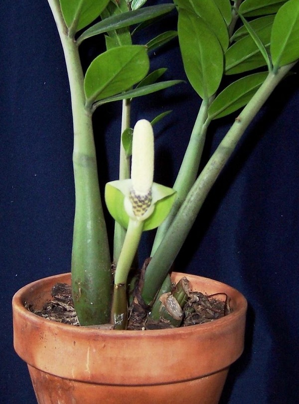 3 loại cây trồng trong nhà có ý nghĩa phong thủy cực tốt, một khi ra hoa lại càng vượng vận-4