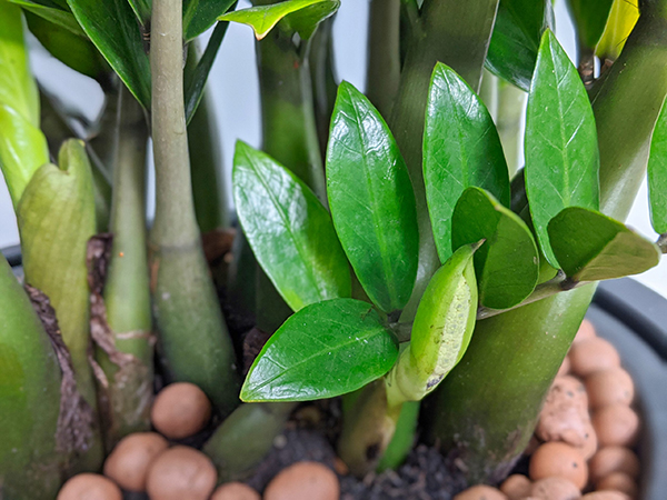 3 loại cây trồng trong nhà có ý nghĩa phong thủy cực tốt, một khi ra hoa lại càng vượng vận-3