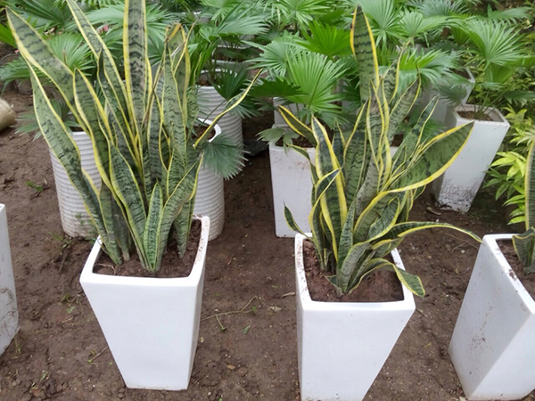 3 loại cây trồng trong nhà có ý nghĩa phong thủy cực tốt, một khi ra hoa lại càng vượng vận-5