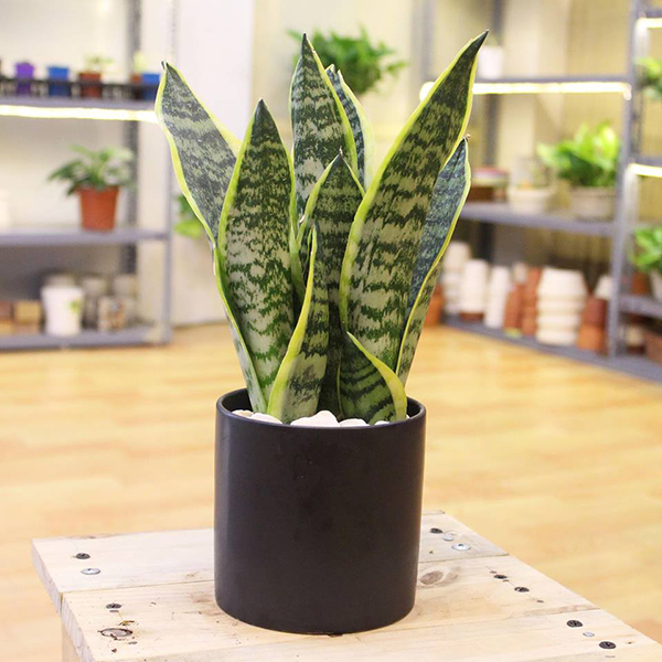 3 loại cây trồng trong nhà có ý nghĩa phong thủy cực tốt, một khi ra hoa lại càng vượng vận-6