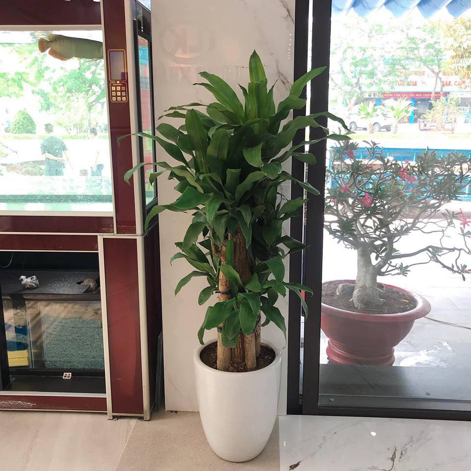 3 loại cây trồng trong nhà có ý nghĩa phong thủy cực tốt, một khi ra hoa lại càng vượng vận-10