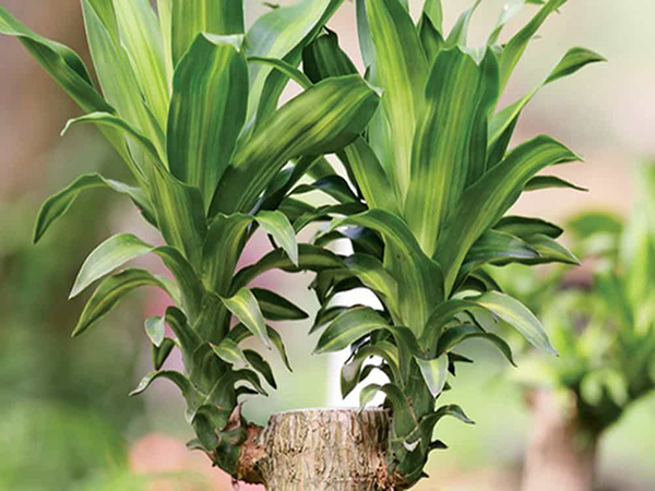 3 loại cây trồng trong nhà có ý nghĩa phong thủy cực tốt, một khi ra hoa lại càng vượng vận-11