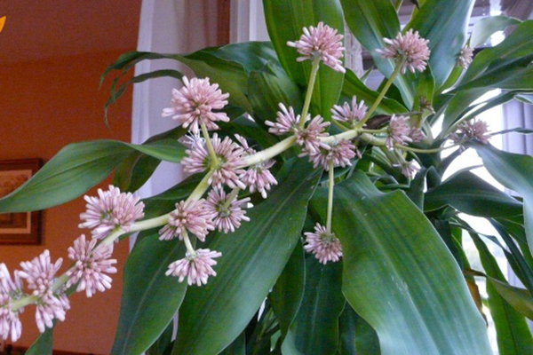 3 loại cây trồng trong nhà có ý nghĩa phong thủy cực tốt, một khi ra hoa lại càng vượng vận-12