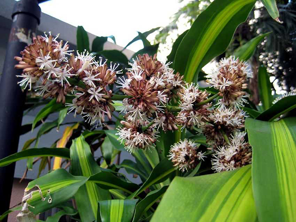 3 loại cây trồng trong nhà có ý nghĩa phong thủy cực tốt, một khi ra hoa lại càng vượng vận-13