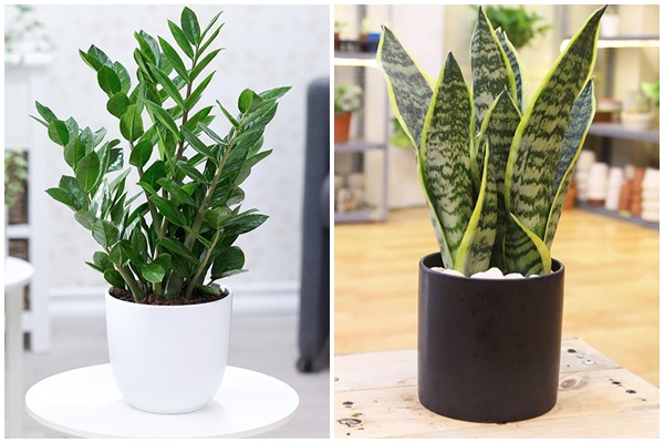 Loại hoa dù đẹp đến mấy cũng chớ cắm trong nhà kẻo gặp họa, loại thứ 2 nhiều người chơi nhất-2