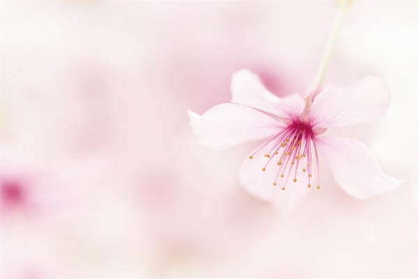 Tử vi thứ Năm ngày 16/7/2020 của 12 con giáp: Sửu thị phi đầy mình, Mão tình cảm lung lay-6