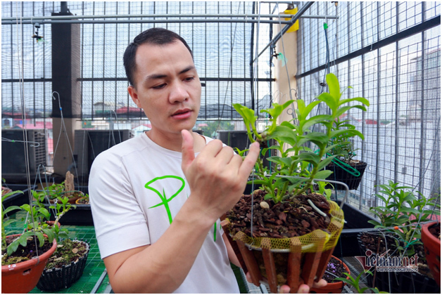 Tận mắt 4 mầm lan như cọng rau rao tiền tỷ của 2 đại gia Hà Thành-1