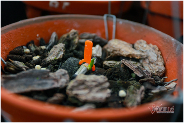 Tận mắt 4 mầm lan như cọng rau rao tiền tỷ của 2 đại gia Hà Thành-2