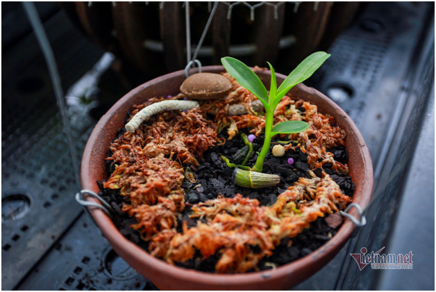 Tận mắt 4 mầm lan như cọng rau rao tiền tỷ của 2 đại gia Hà Thành-3