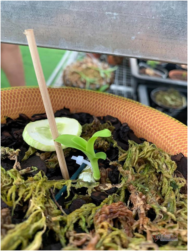 Tận mắt 4 mầm lan như cọng rau rao tiền tỷ của 2 đại gia Hà Thành-5