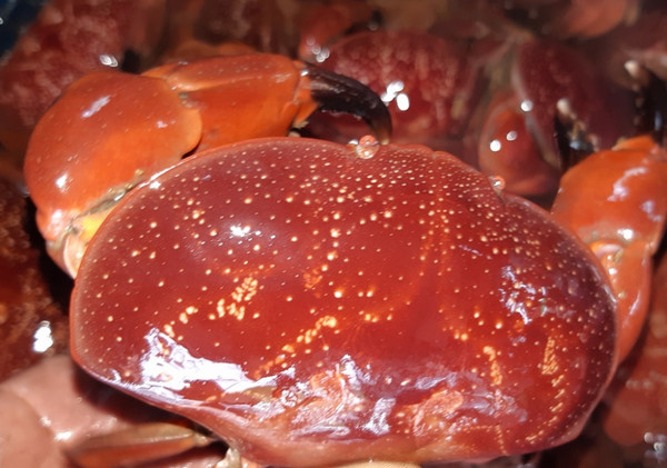 Loài cua Việt Nam nổi tiếng với đôi càng như cua hoàng đế được dân sành ăn săn lùng-1