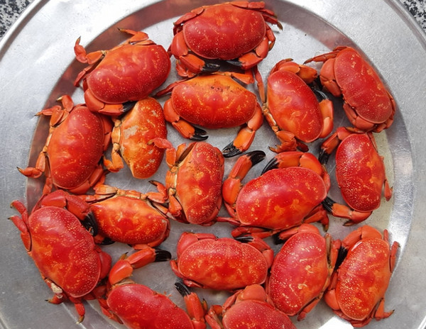 Loài cua Việt Nam nổi tiếng với đôi càng như cua hoàng đế được dân sành ăn săn lùng-2