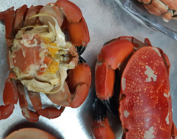 Loài cua Việt Nam nổi tiếng với đôi càng như cua hoàng đế được dân sành ăn săn lùng-3