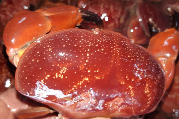 Hàu nướng vỉa hè giá 5K hút người mua, tiểu thương ngày bán cả nghìn con kiếm tiền triệu-6