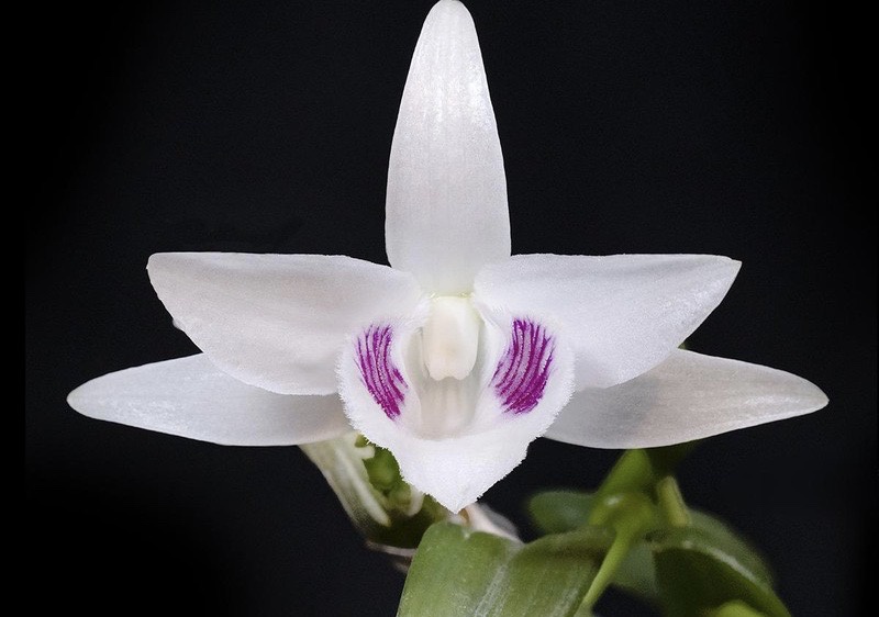 Giao dịch lan đột biến tiền tỷ có phải nộp thuế?-2