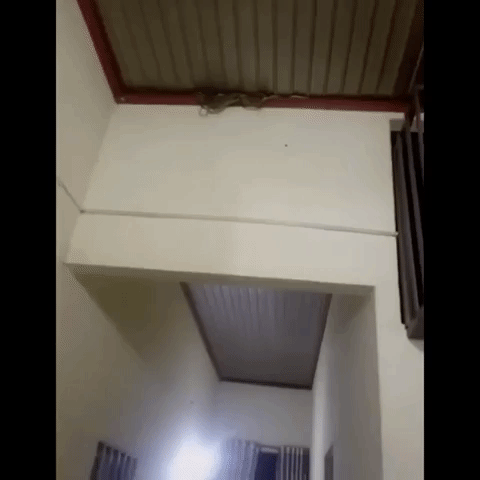 Clip: Cả 1 đàn rắn lúc nhúc làm tổ trên mái nhà, người phụ nữ hoảng sợ la hét-1