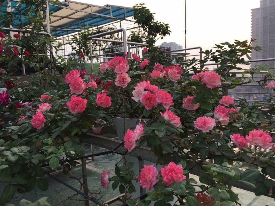 Ngắm khu vườn đủ loại rau quả rộng hơn 100m² trên mái nhà với 100 triệu đồng đầu tư thiết kế của gia đình ở Hà Nội-1