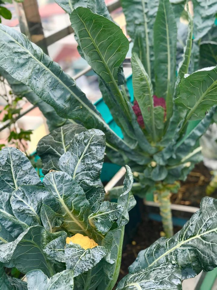 Ngắm khu vườn đủ loại rau quả rộng hơn 100m² trên mái nhà với 100 triệu đồng đầu tư thiết kế của gia đình ở Hà Nội-2