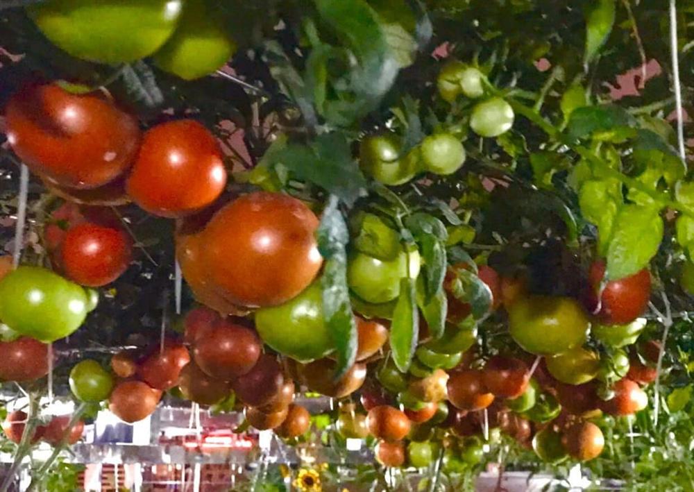 Ngắm khu vườn đủ loại rau quả rộng hơn 100m² trên mái nhà với 100 triệu đồng đầu tư thiết kế của gia đình ở Hà Nội-3