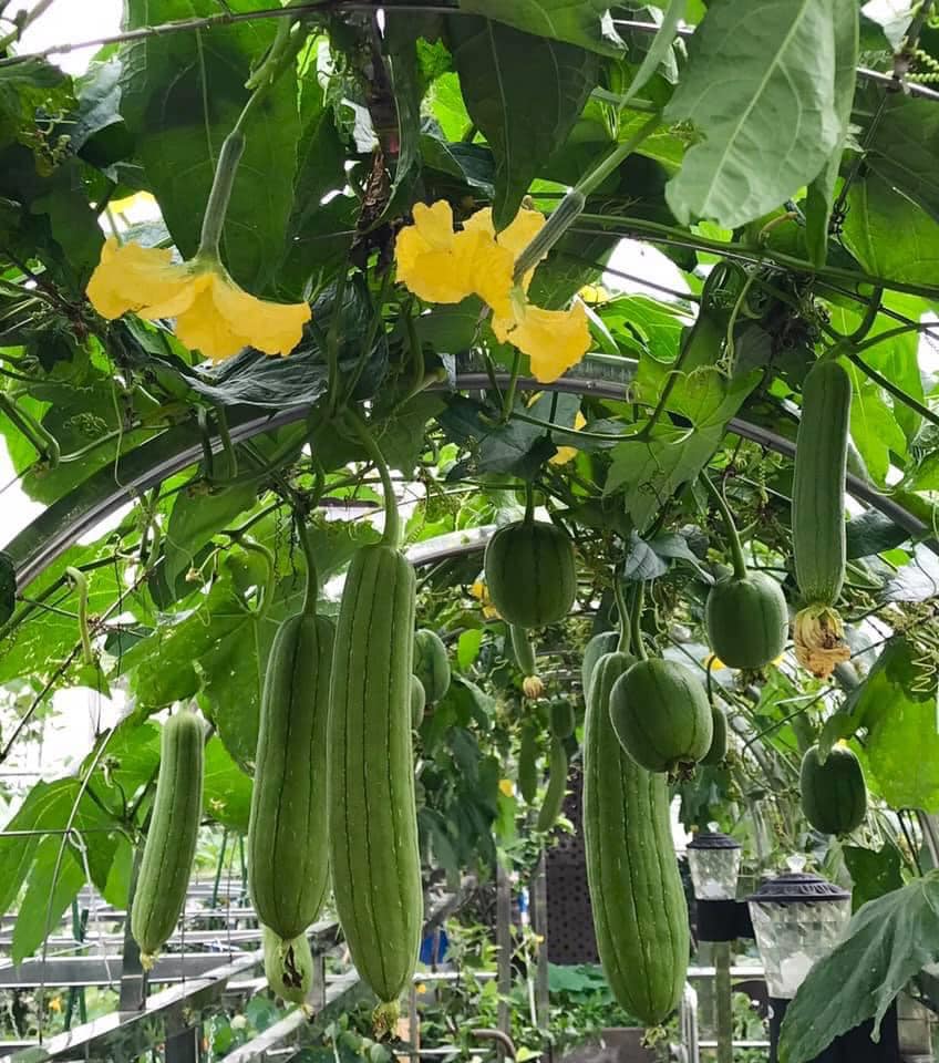 Ngắm khu vườn đủ loại rau quả rộng hơn 100m² trên mái nhà với 100 triệu đồng đầu tư thiết kế của gia đình ở Hà Nội-5