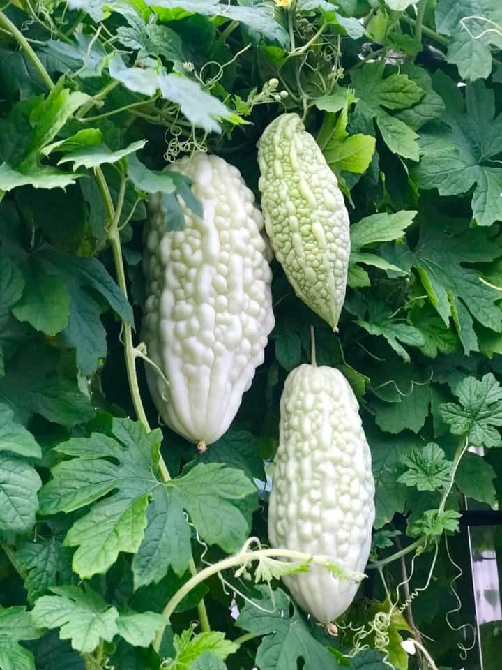 Ngắm khu vườn đủ loại rau quả rộng hơn 100m² trên mái nhà với 100 triệu đồng đầu tư thiết kế của gia đình ở Hà Nội-6