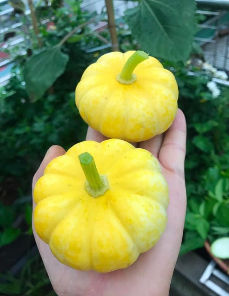 Ngắm khu vườn đủ loại rau quả rộng hơn 100m² trên mái nhà với 100 triệu đồng đầu tư thiết kế của gia đình ở Hà Nội-7