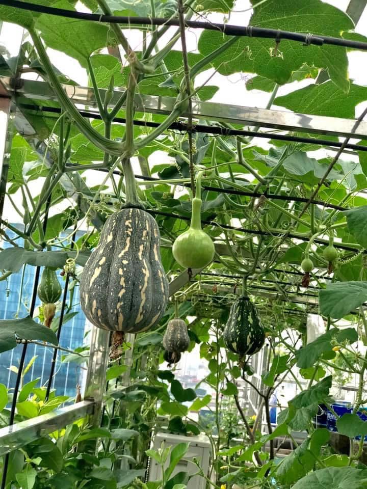 Ngắm khu vườn đủ loại rau quả rộng hơn 100m² trên mái nhà với 100 triệu đồng đầu tư thiết kế của gia đình ở Hà Nội-8