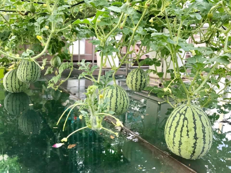 Ngắm khu vườn đủ loại rau quả rộng hơn 100m² trên mái nhà với 100 triệu đồng đầu tư thiết kế của gia đình ở Hà Nội-9