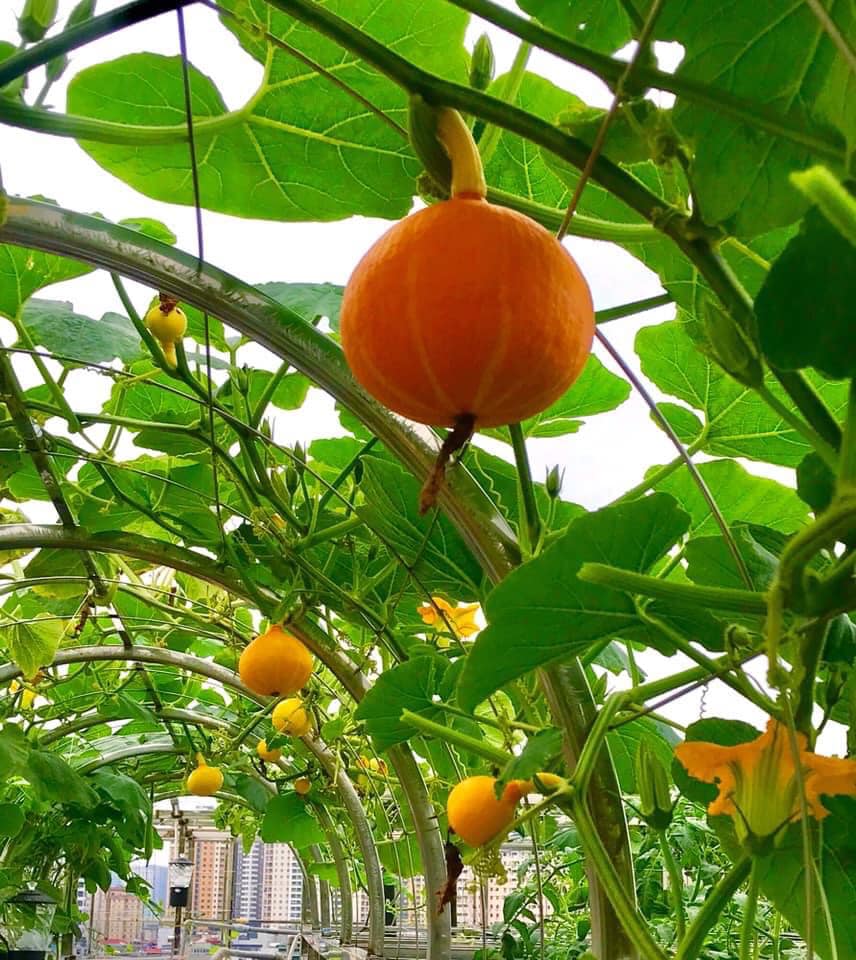 Ngắm khu vườn đủ loại rau quả rộng hơn 100m² trên mái nhà với 100 triệu đồng đầu tư thiết kế của gia đình ở Hà Nội-10