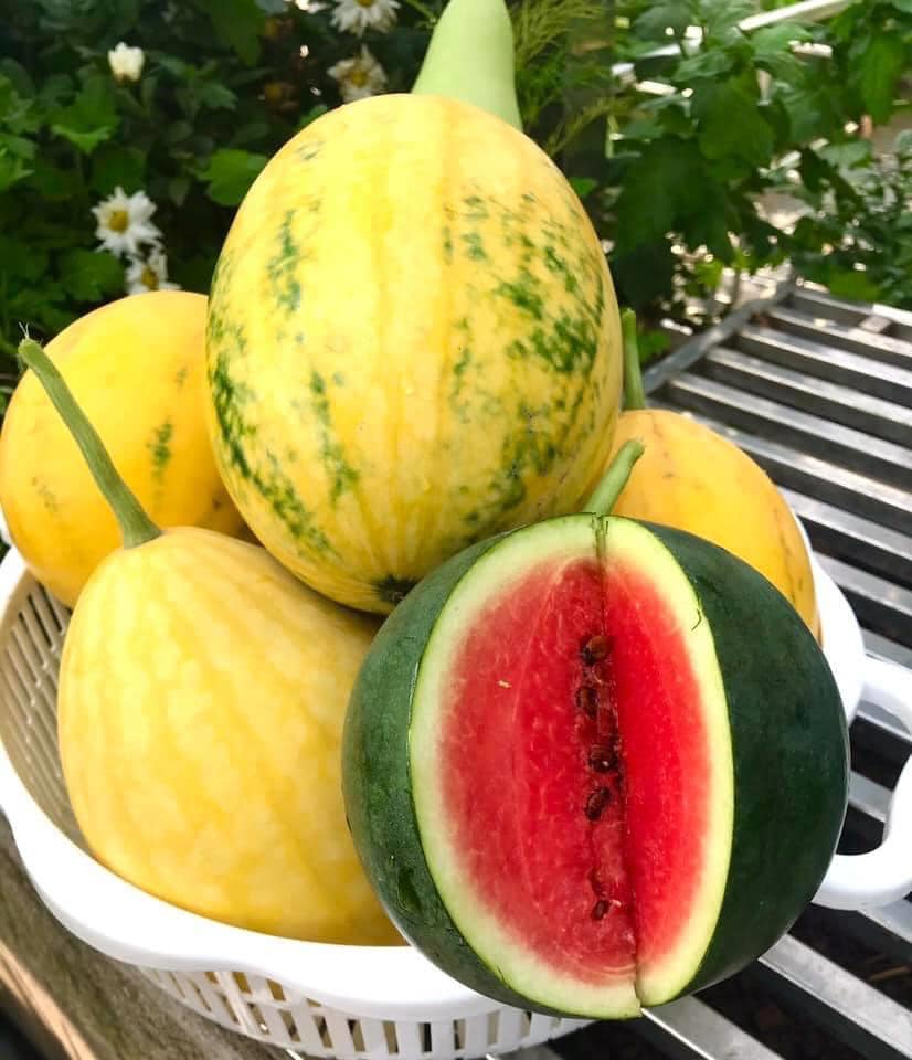 Ngắm khu vườn đủ loại rau quả rộng hơn 100m² trên mái nhà với 100 triệu đồng đầu tư thiết kế của gia đình ở Hà Nội-11