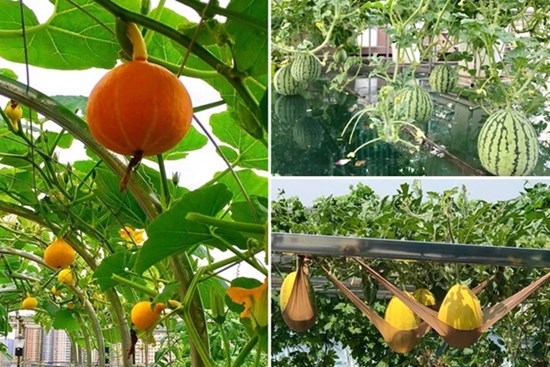 Ngắm khu vườn đủ loại rau quả rộng hơn 100m² trên mái nhà với 100 triệu đồng đầu tư thiết kế của gia đình ở Hà Nội